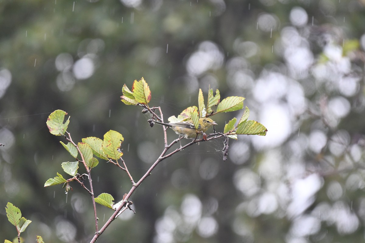 Bay-breasted Warbler - ML641067568
