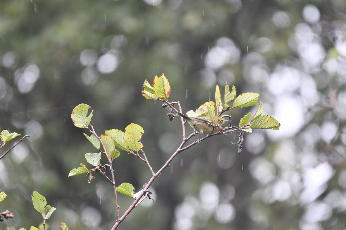 Bay-breasted Warbler - ML641067569