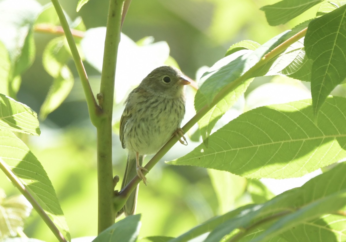 Field Sparrow - ML641067723