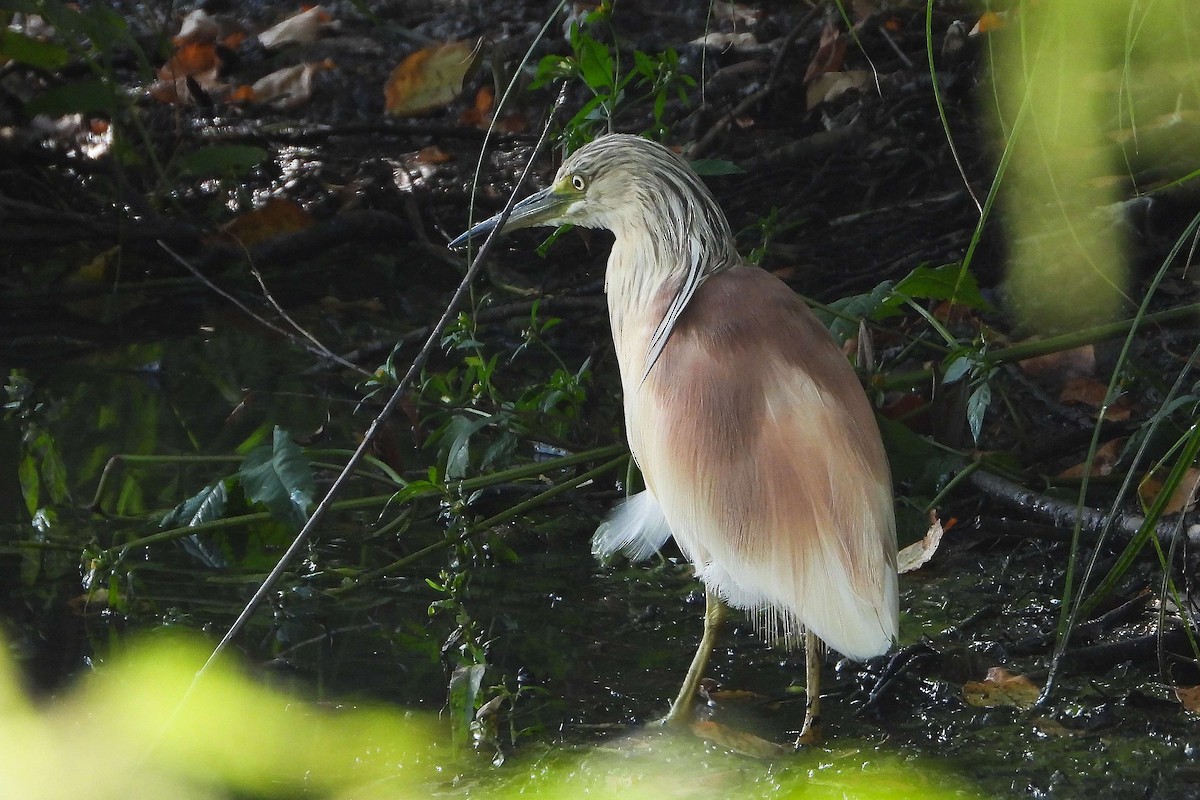 Squacco Heron - ML641067731