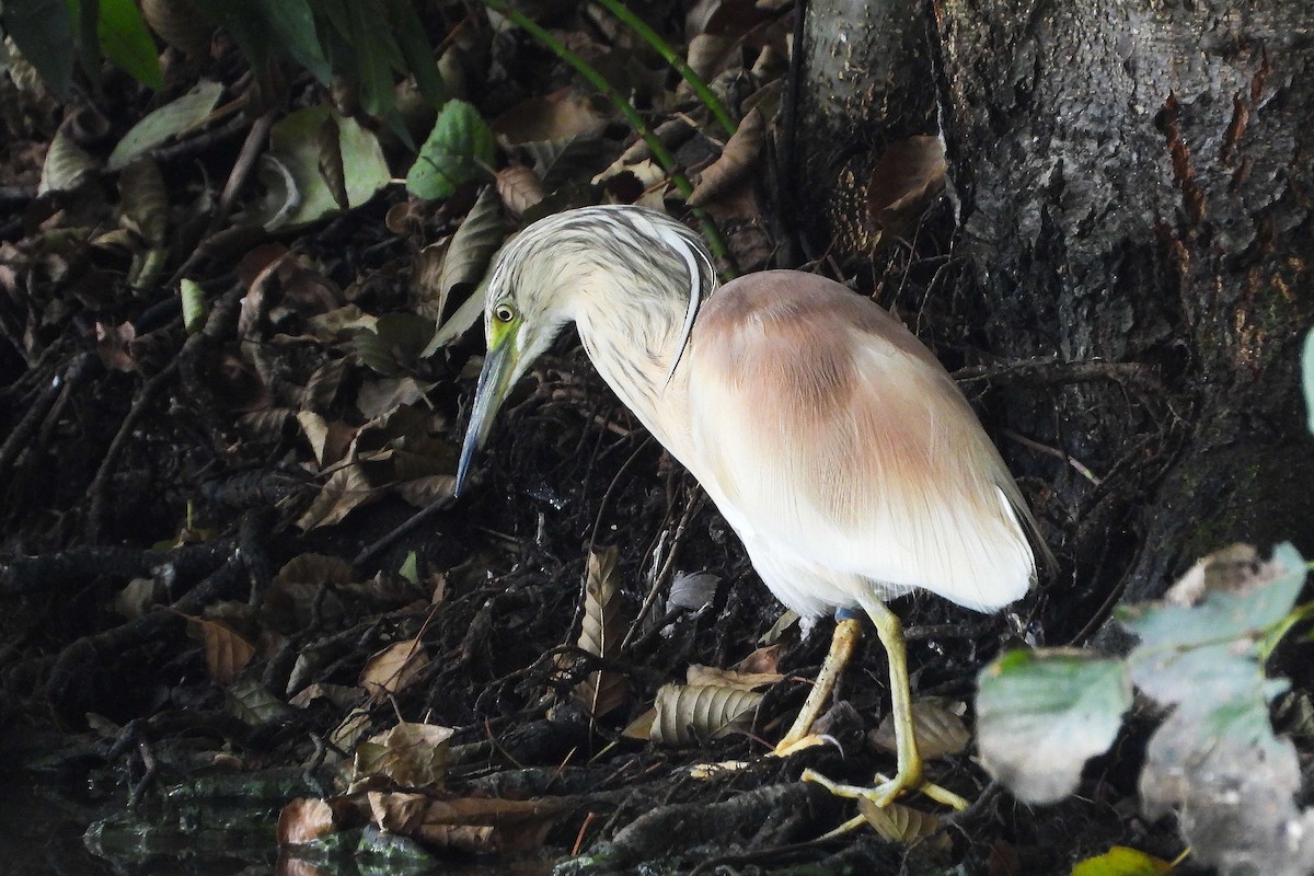 Squacco Heron - ML641067732