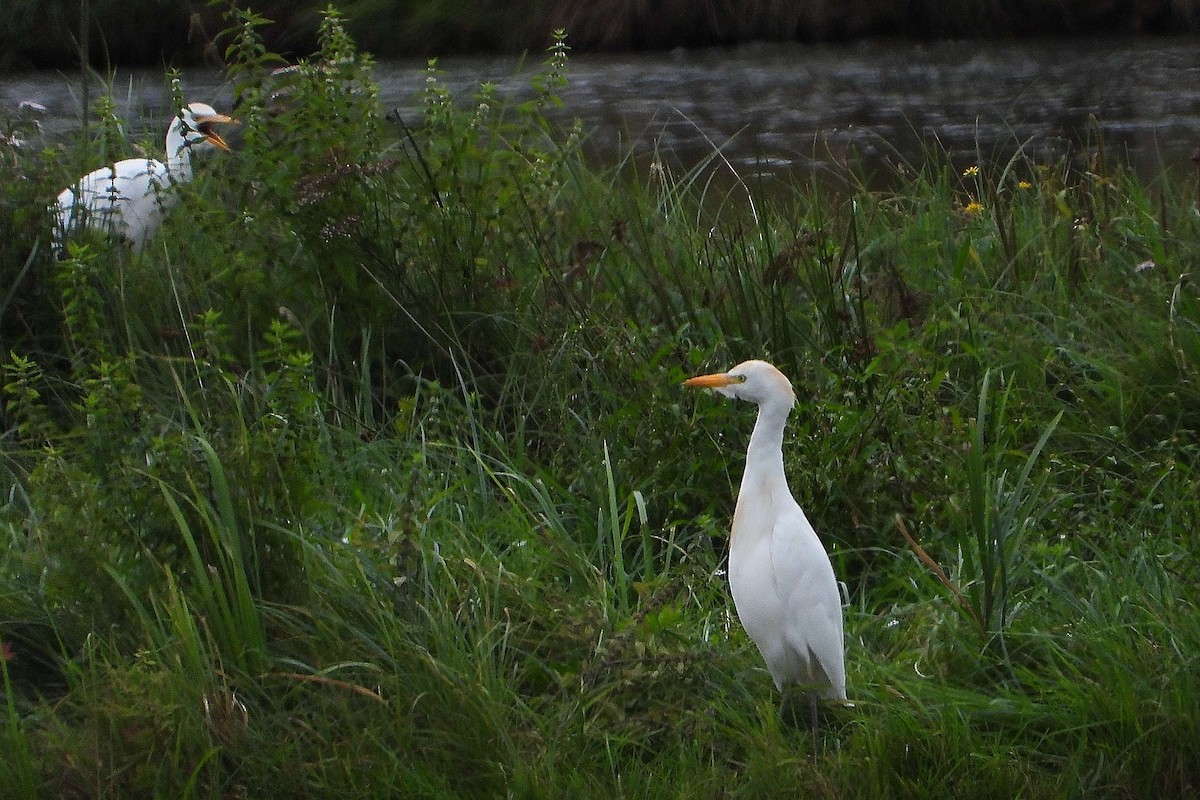 Western Cattle-Egret - ML641067757