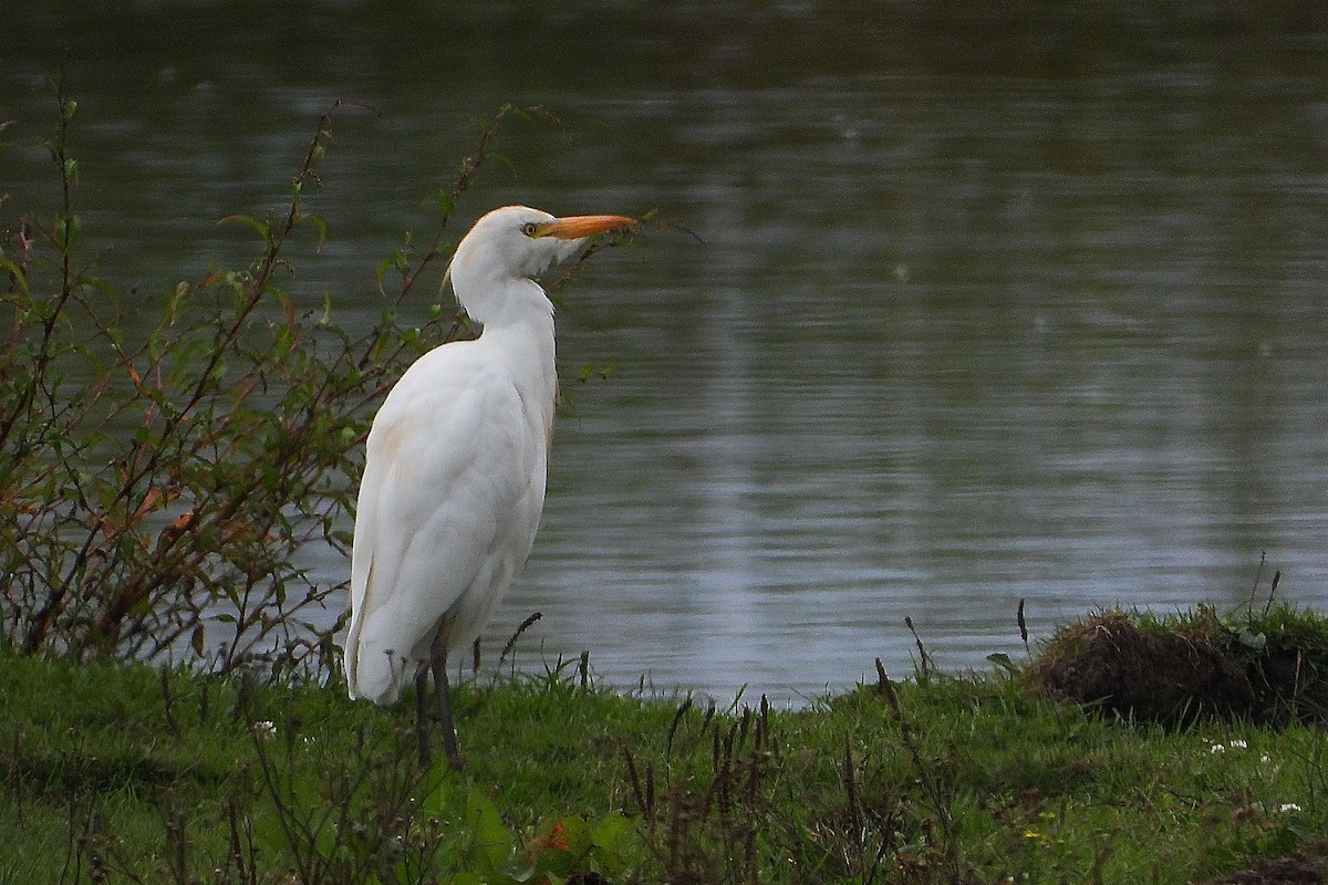 Western Cattle-Egret - ML641067758