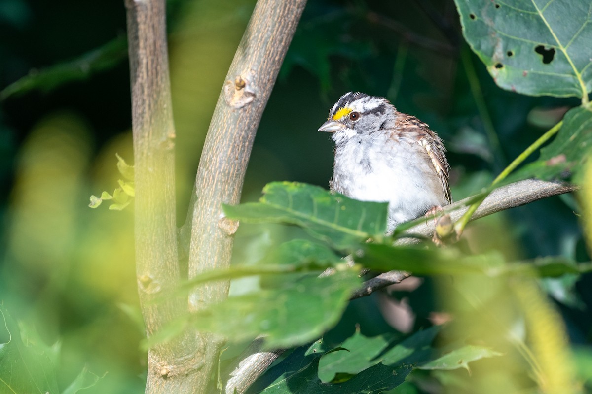 White-throated Sparrow - ML641067770
