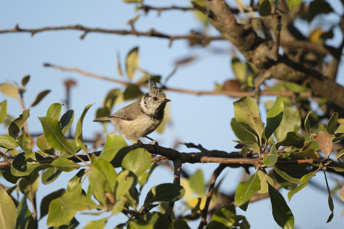 Mésange huppée - ML641067773