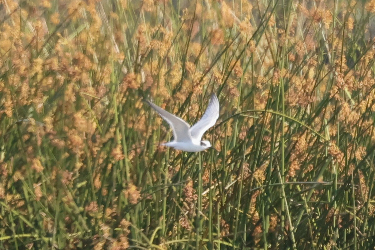 Forster's Tern - ML641067774