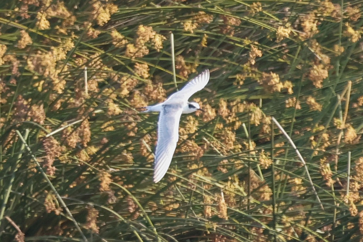 Forster's Tern - ML641067775