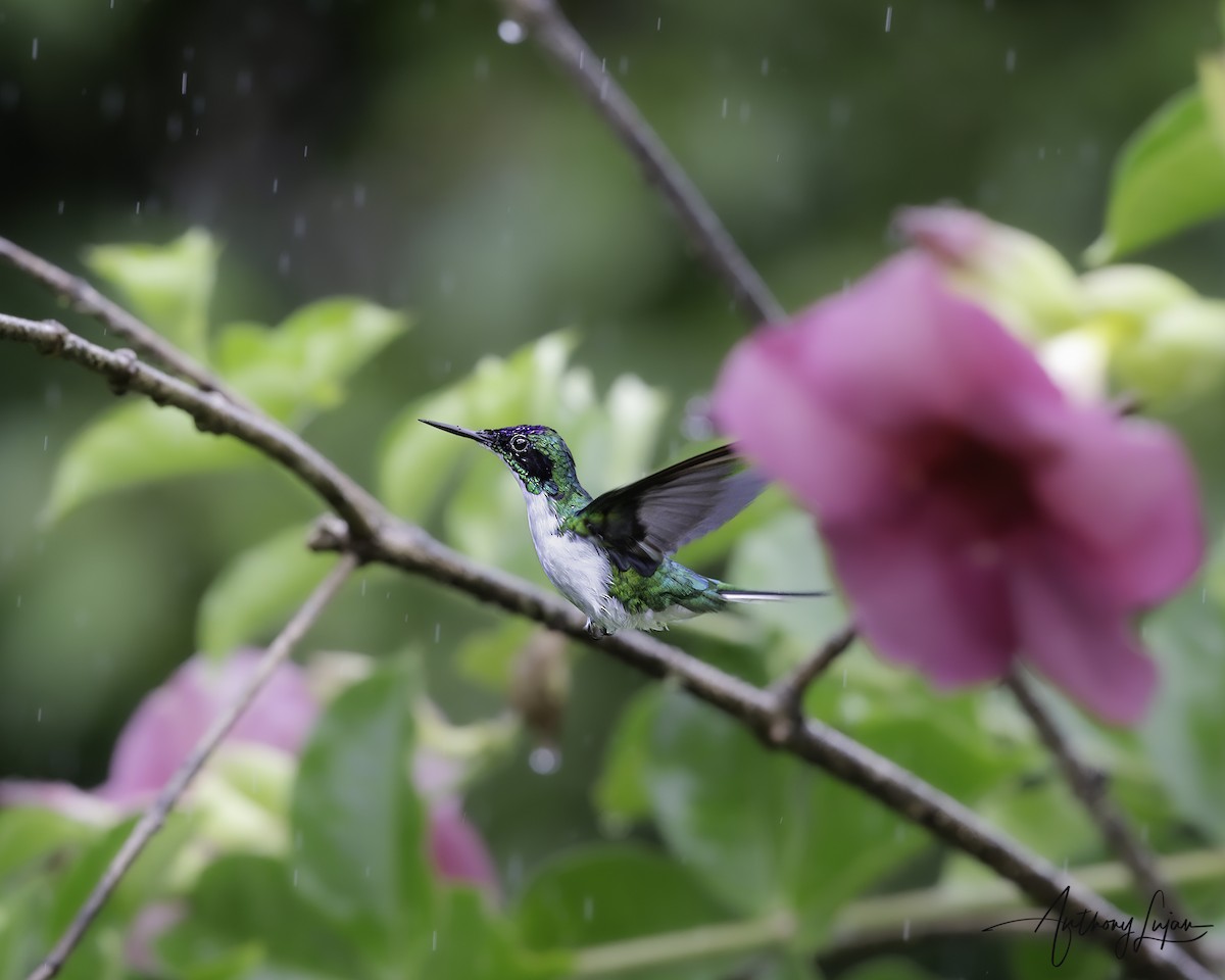 Purple-crowned Fairy - ML641067780