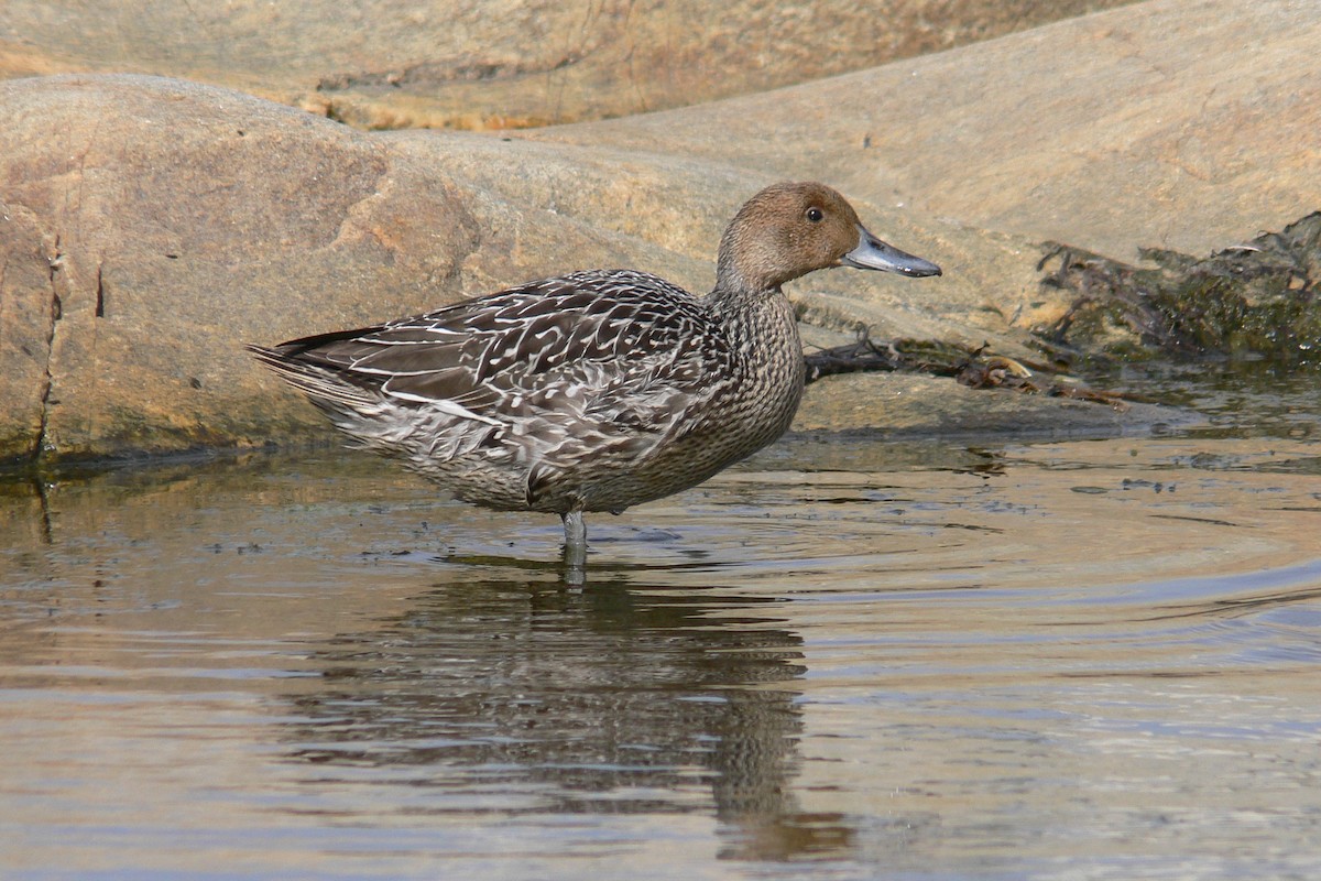 Northern Pintail - ML641067800