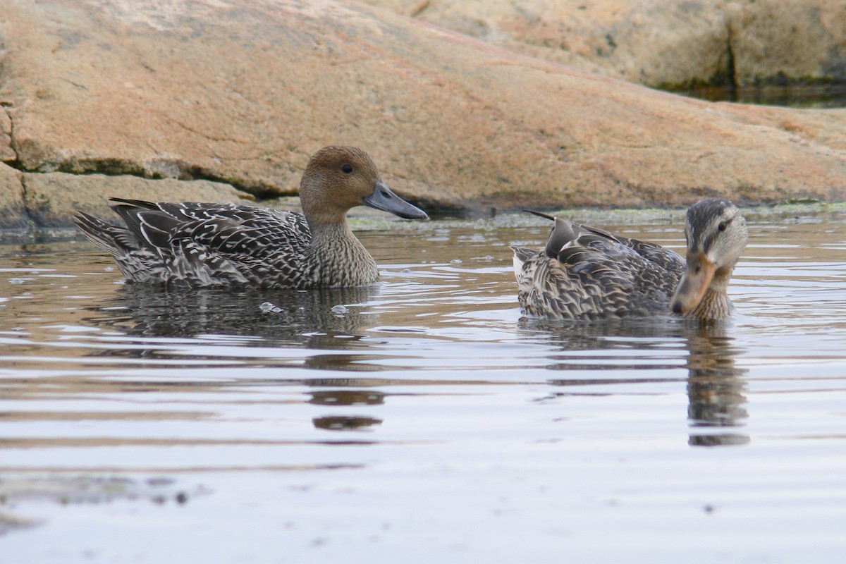 Northern Pintail - ML641067801