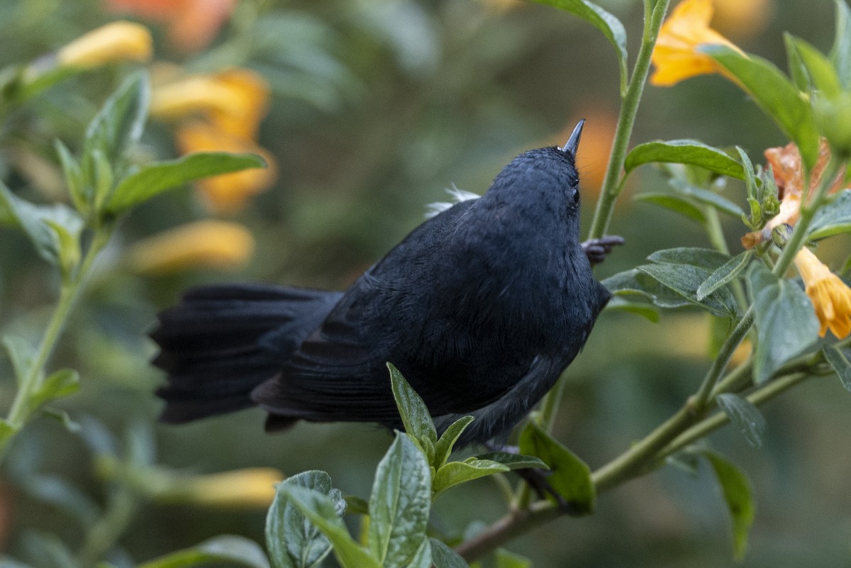 White-sided Flowerpiercer - ML641067829