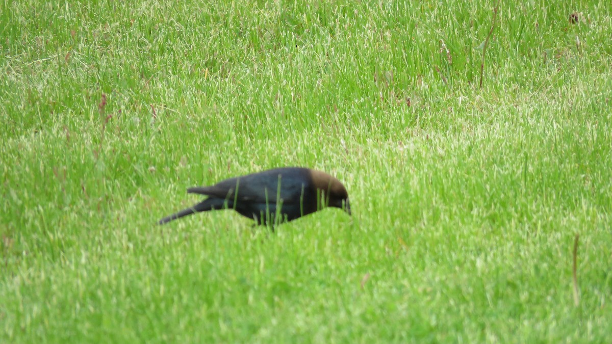 Brown-headed Cowbird - ML641067839