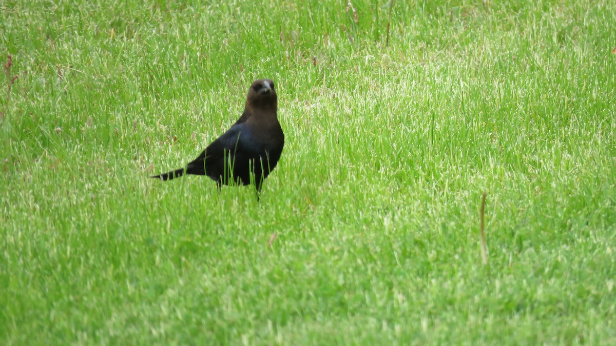 Brown-headed Cowbird - ML641067840