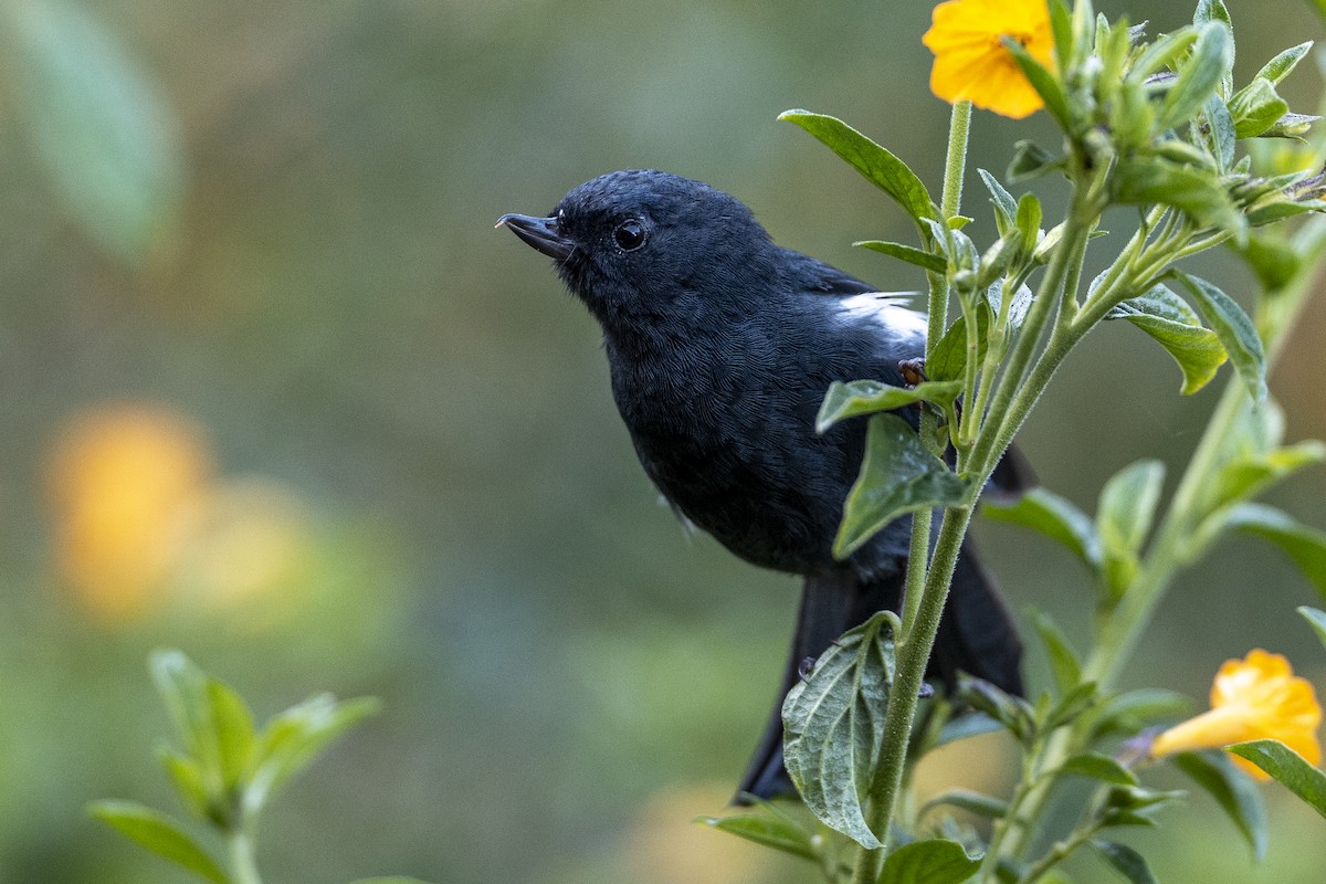 White-sided Flowerpiercer - ML641067844