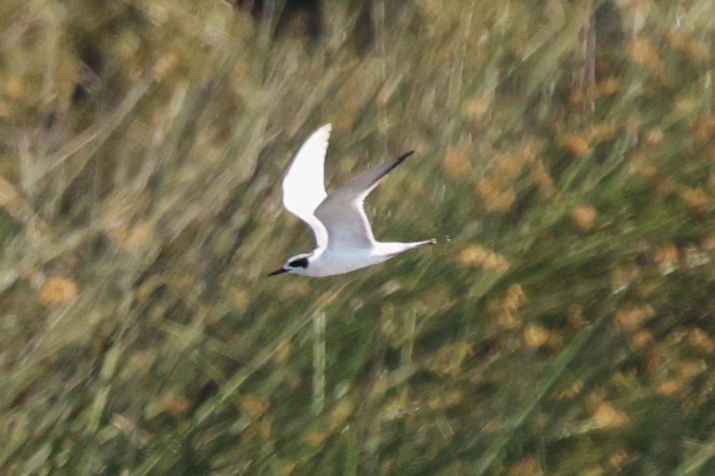 Forster's Tern - ML641067845