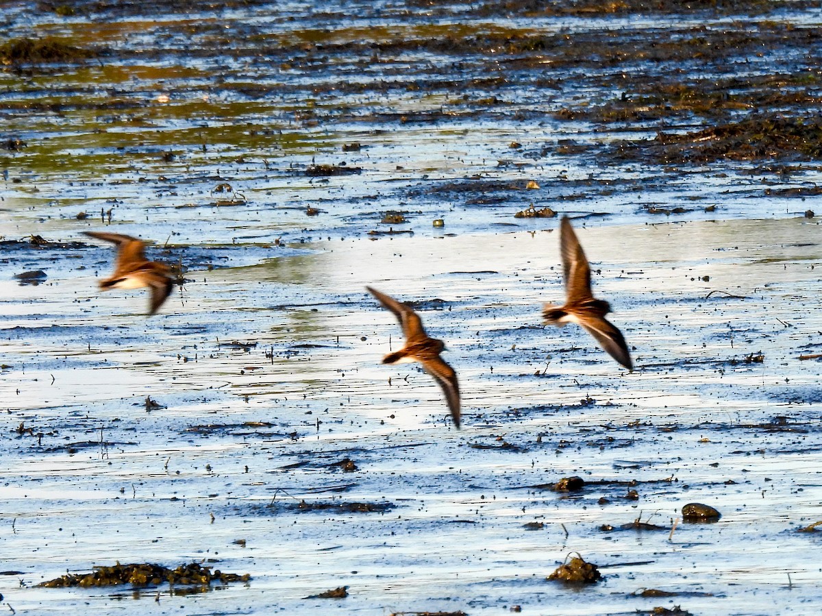 pygmésnipe - ML641067849