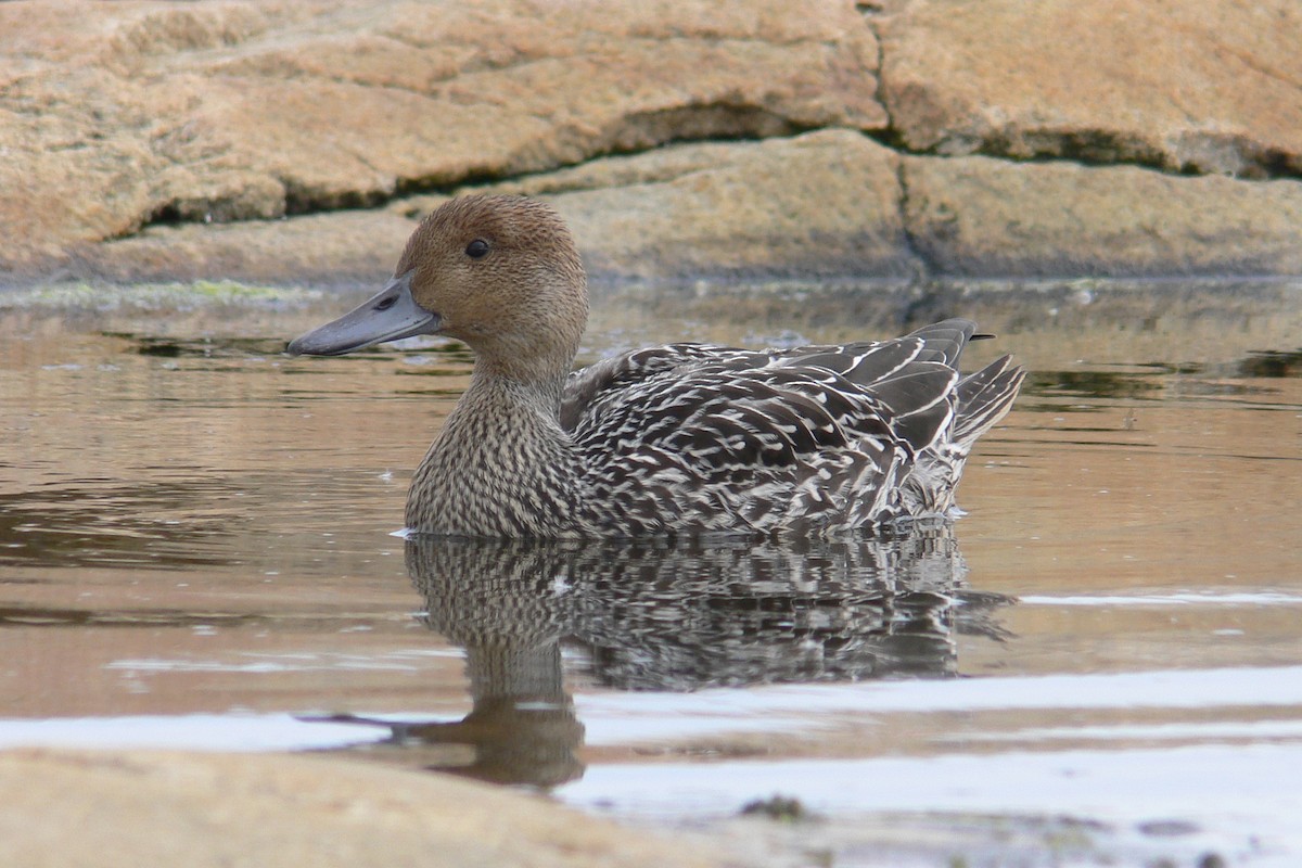 Northern Pintail - ML641067866