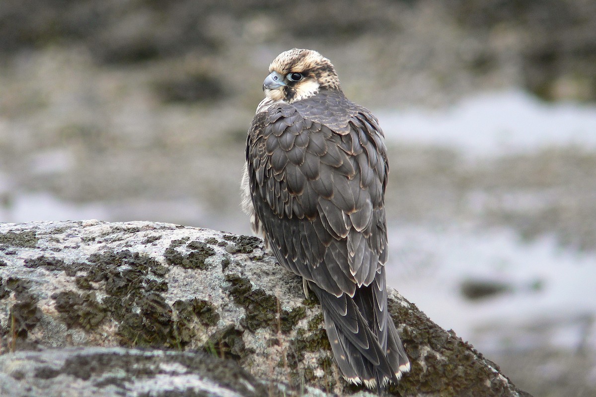 Peregrine Falcon - ML641067872