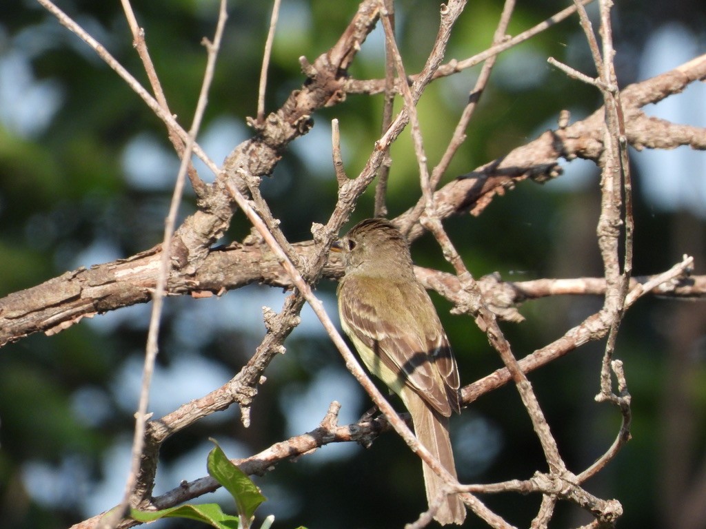 Great Crested Flycatcher - ML641067886