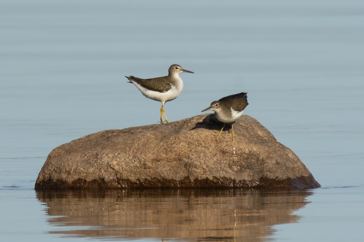 Spotted Sandpiper - ML641067899