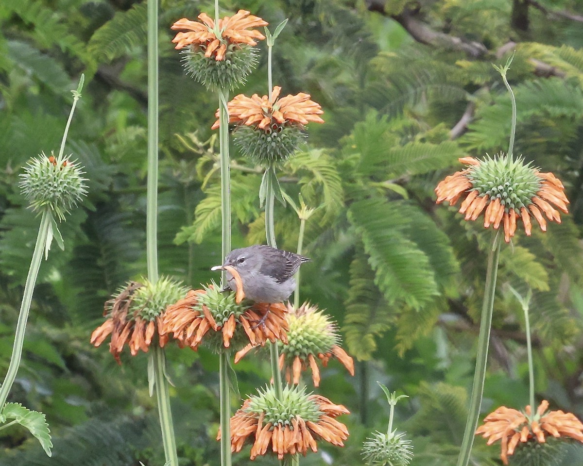 Ash-breasted Sierra Finch - ML641067900