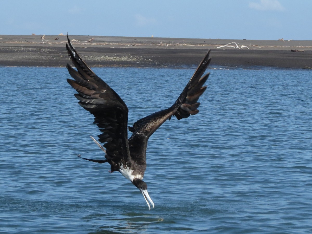 Magnificent Frigatebird - Jessie Stuebner