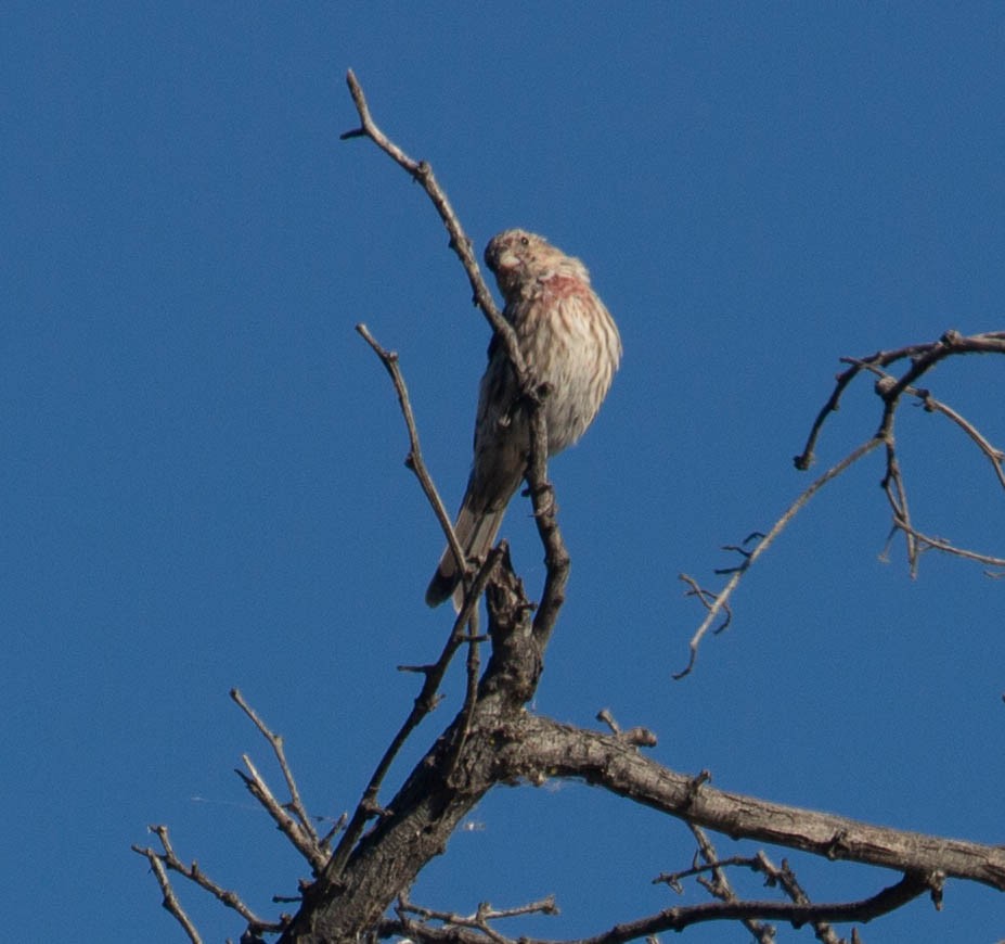 House Finch - ML641067933