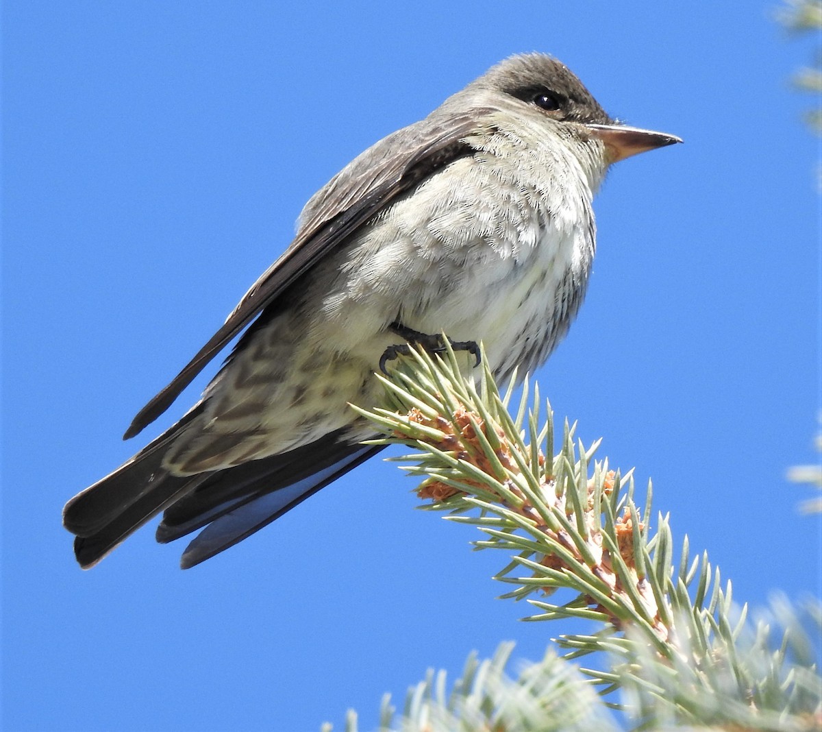 Olive-sided Flycatcher - ML641067936
