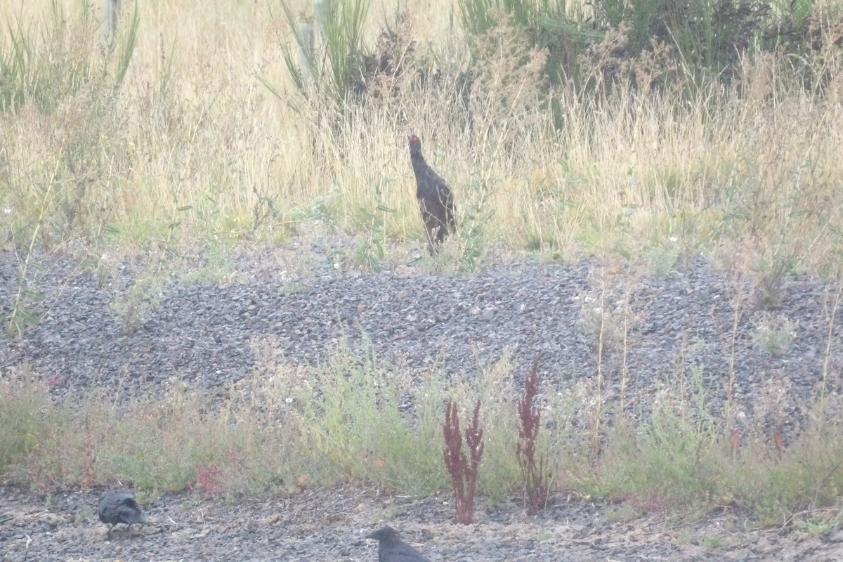 Jagdfasan - ML641067943
