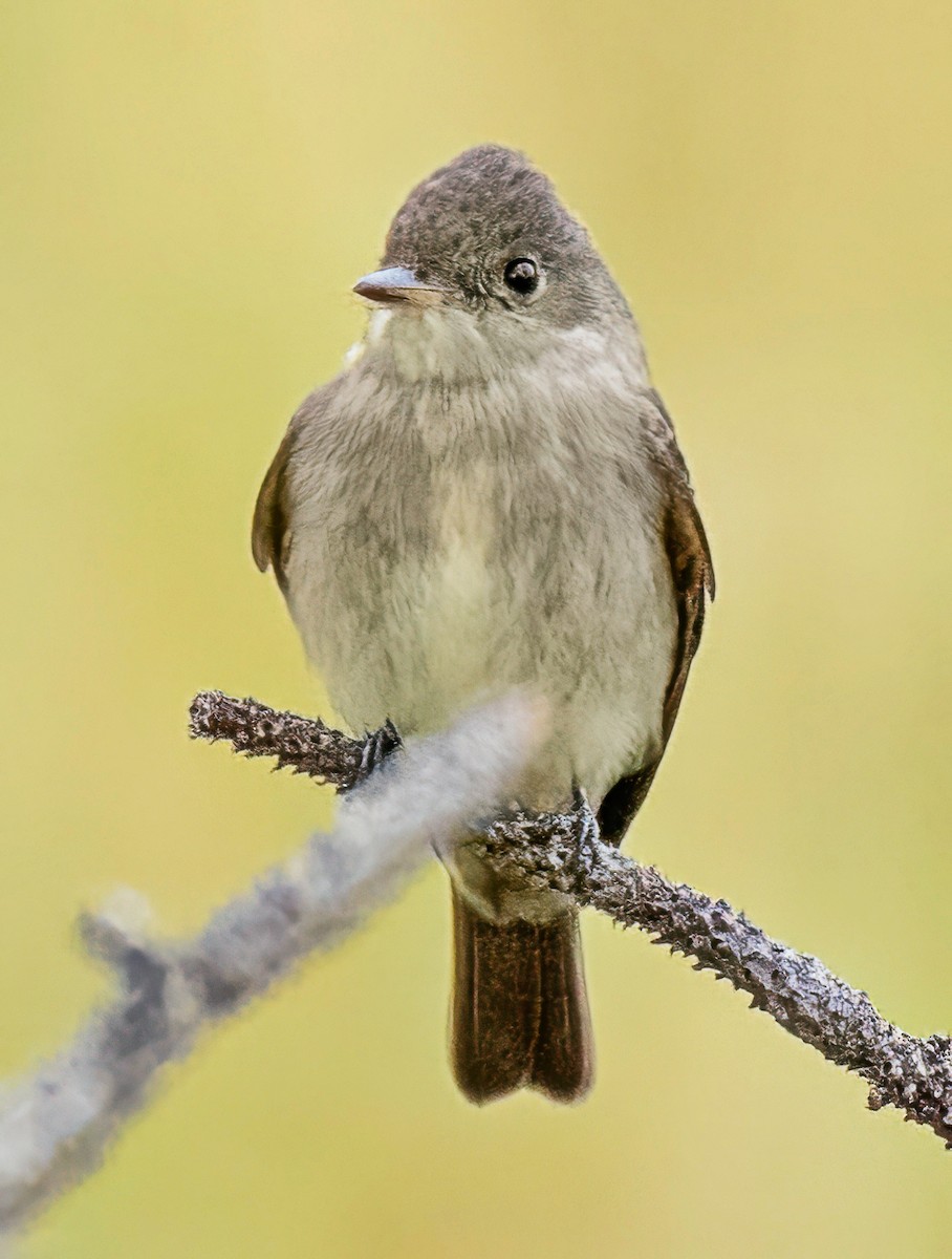 Blasskehl-Schnäppertyrann - ML641067958