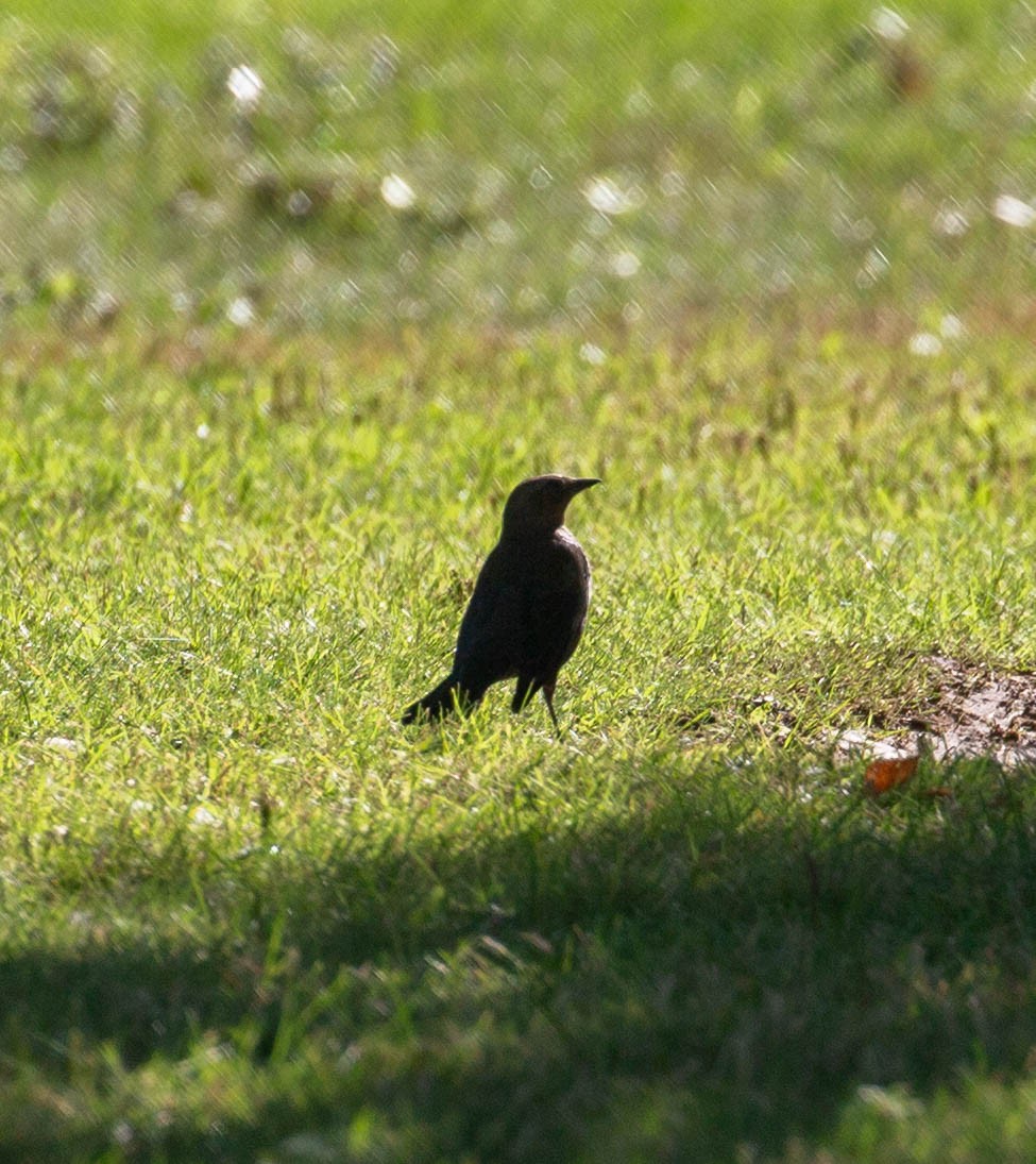Brewer's Blackbird - ML641067965