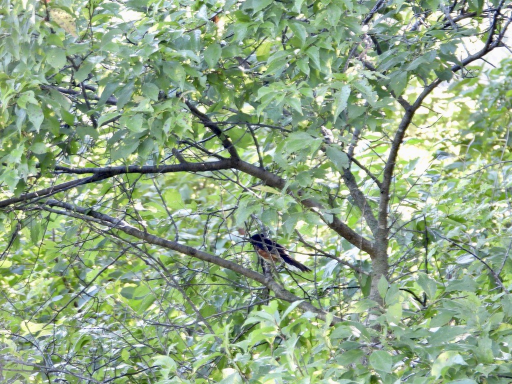 Eastern Towhee - ML641068063