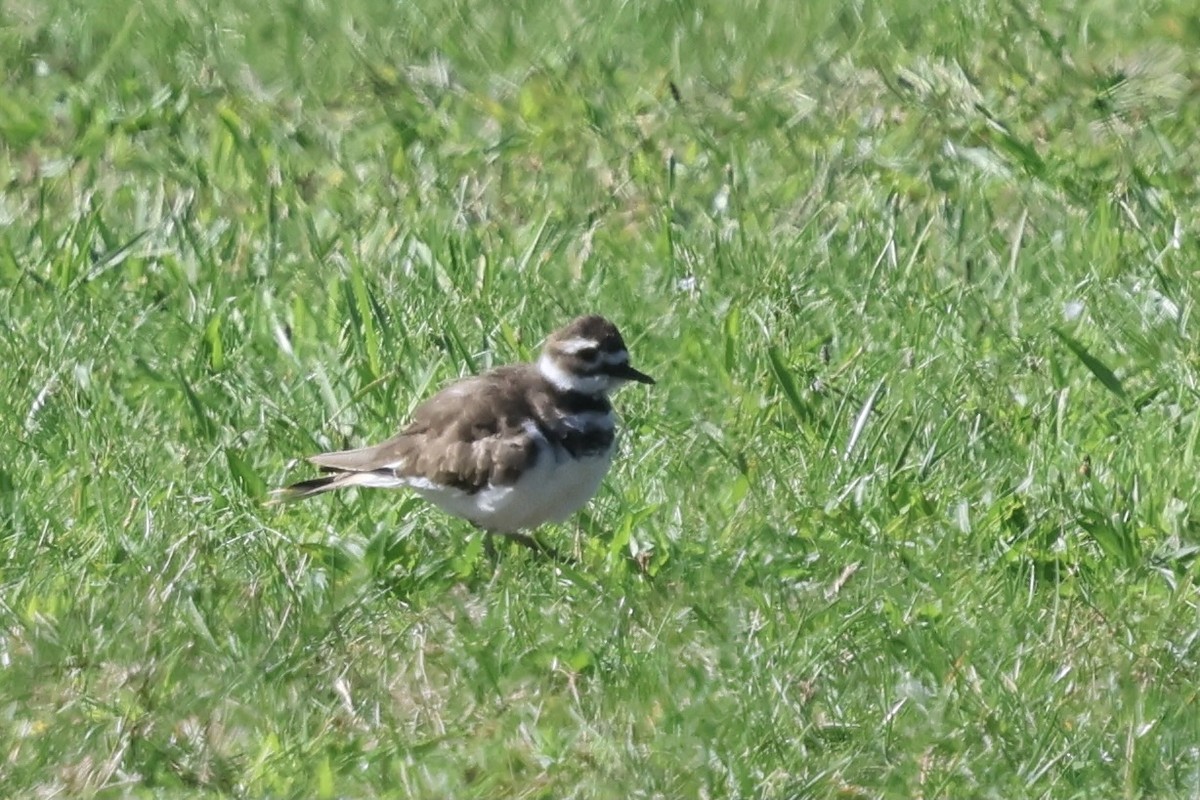 Killdeer - ML641068078