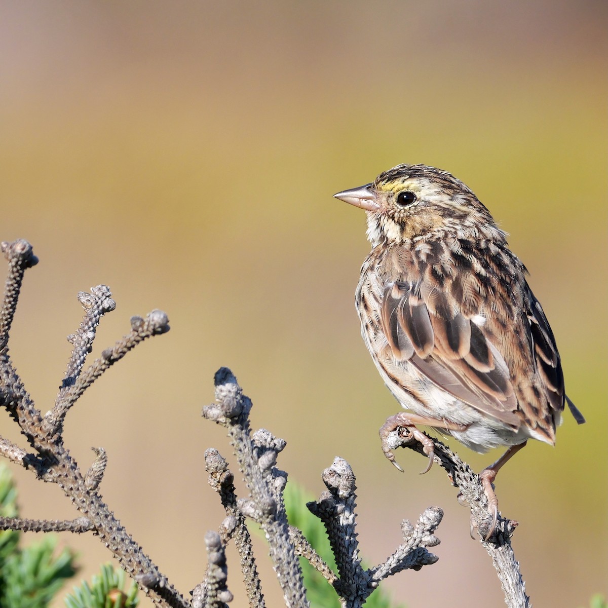 Savannah Sparrow - ML641068100