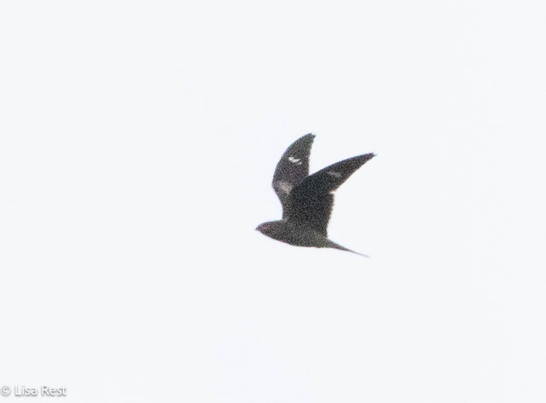 Common Nighthawk - ML641068105