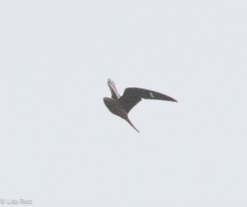 Common Nighthawk - ML641068106