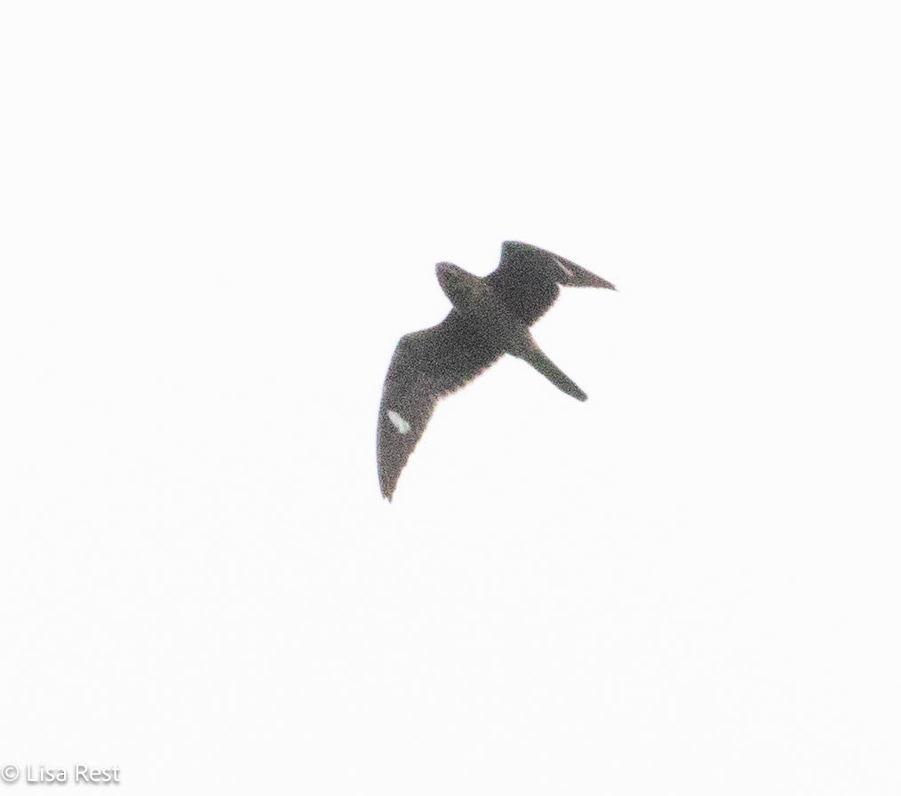 Common Nighthawk - ML641068107