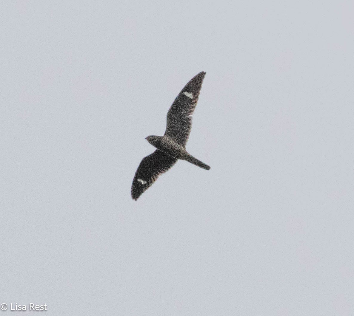 Common Nighthawk - ML641068108