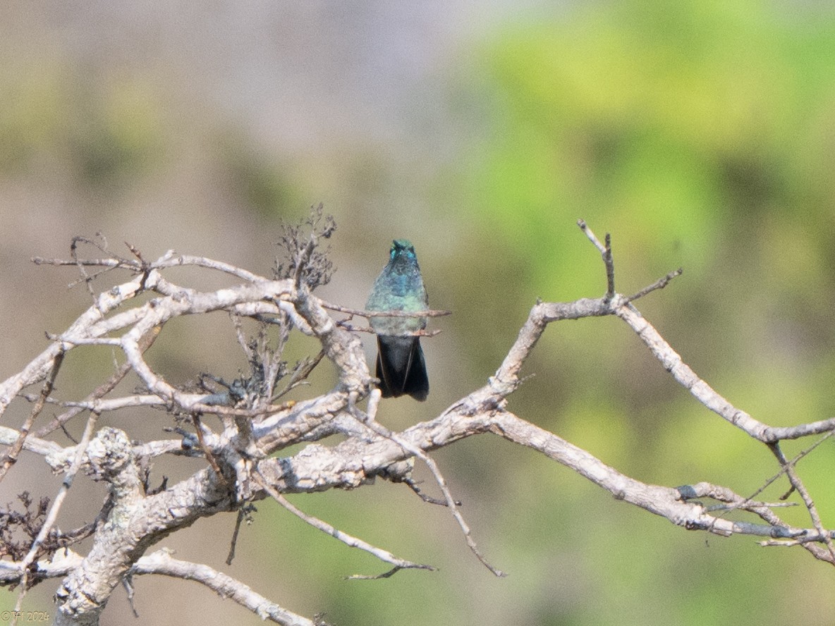 White-vented Violetear - ML641068130