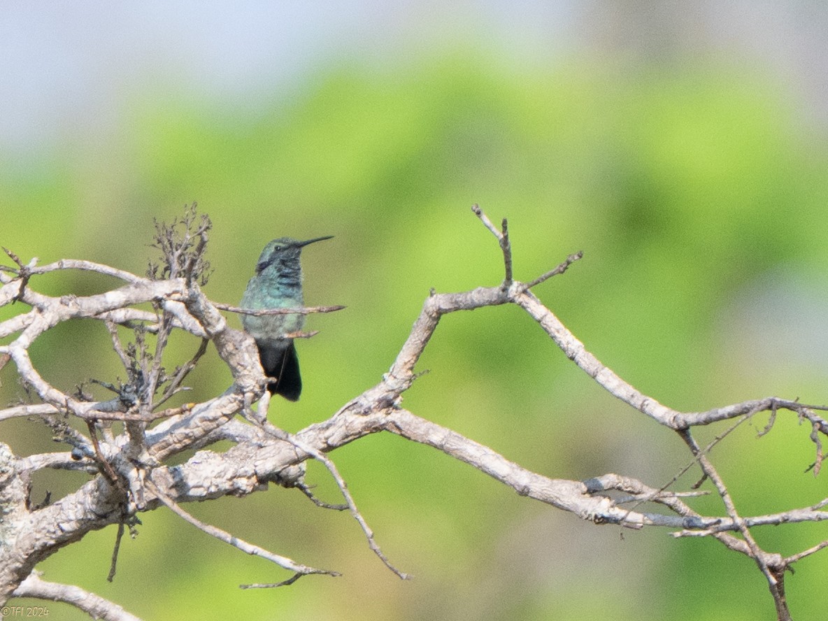 White-vented Violetear - ML641068137