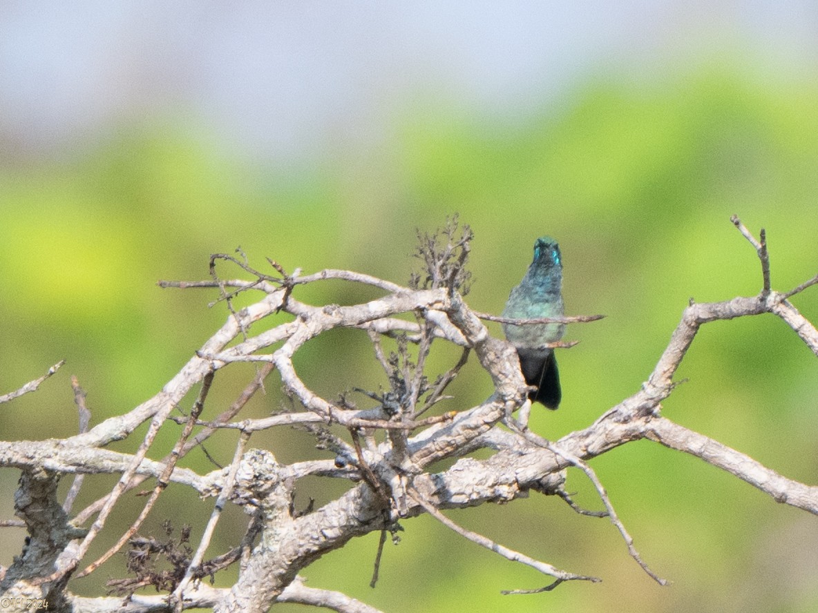 White-vented Violetear - ML641068139