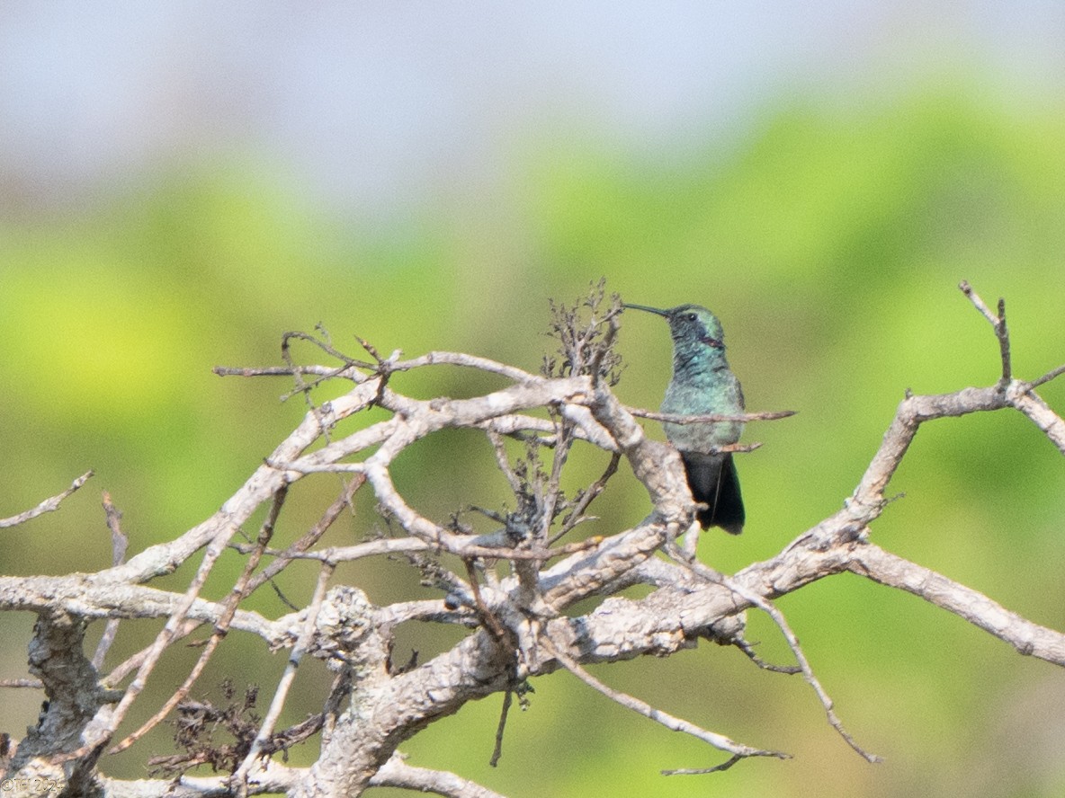 White-vented Violetear - ML641068141