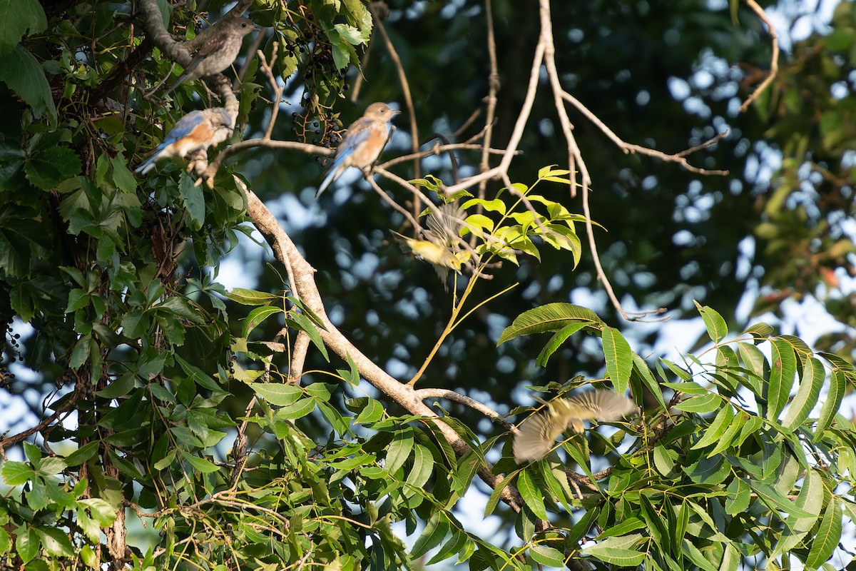 White-eyed Vireo - ML641068166