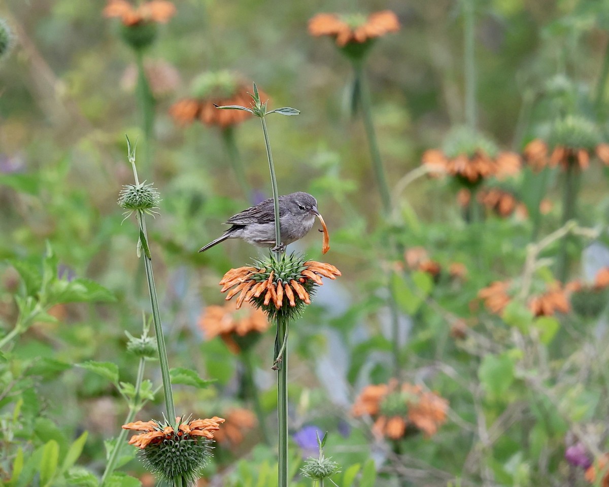 Ash-breasted Sierra Finch - ML641068168