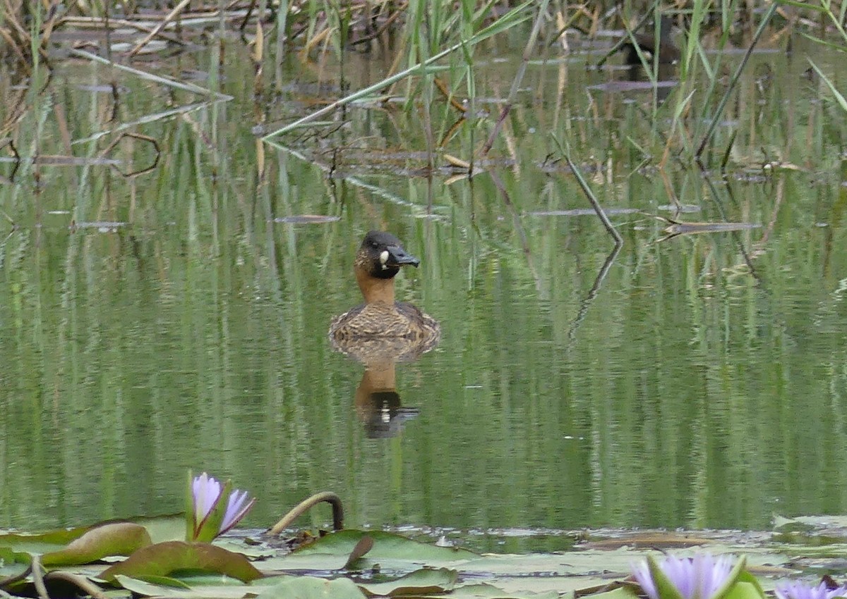 White-backed Duck - ML641068185