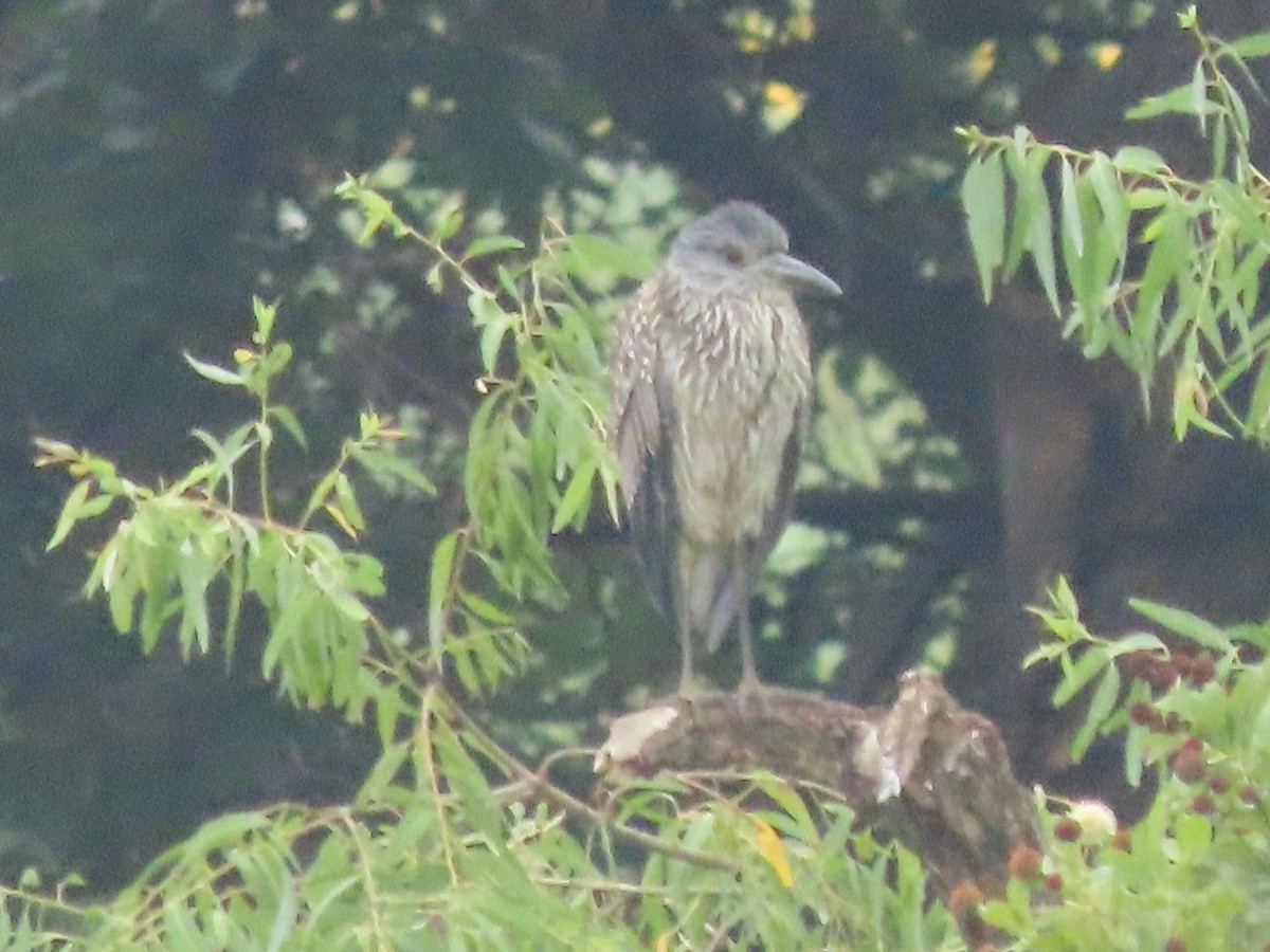 Yellow-crowned Night Heron - ML641068187