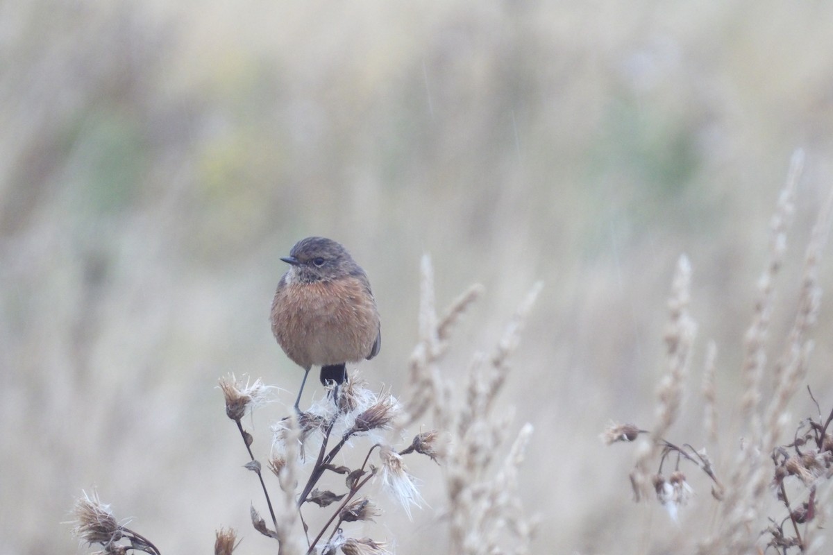 European Stonechat - ML641068234