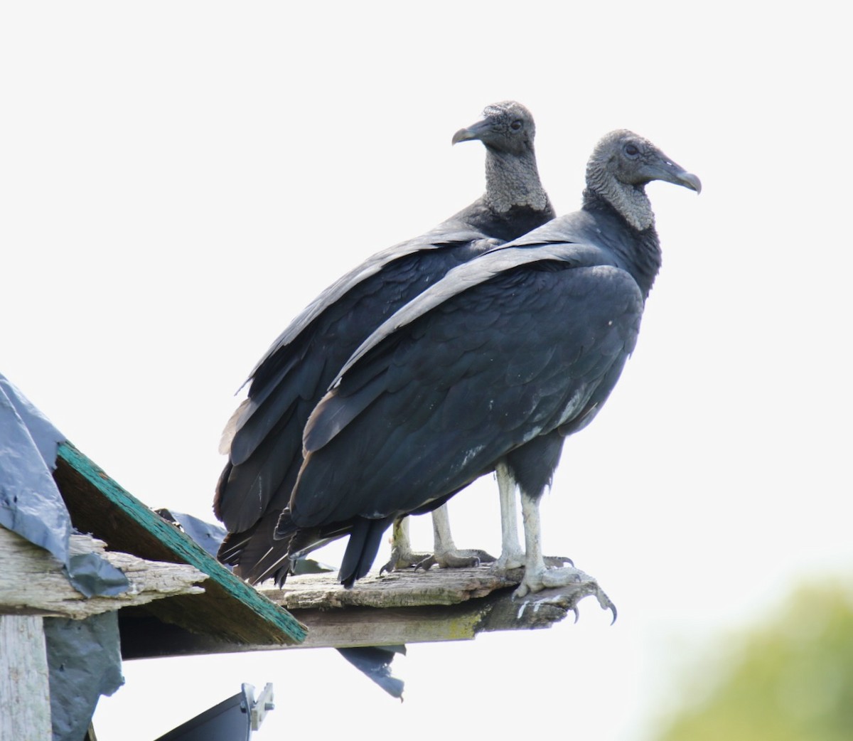 Black Vulture - ML641068241