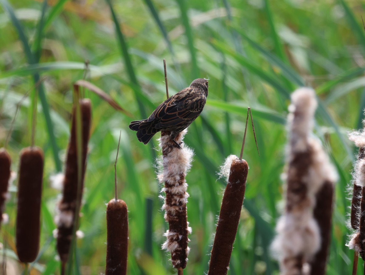 Red-winged Blackbird - ML641068243