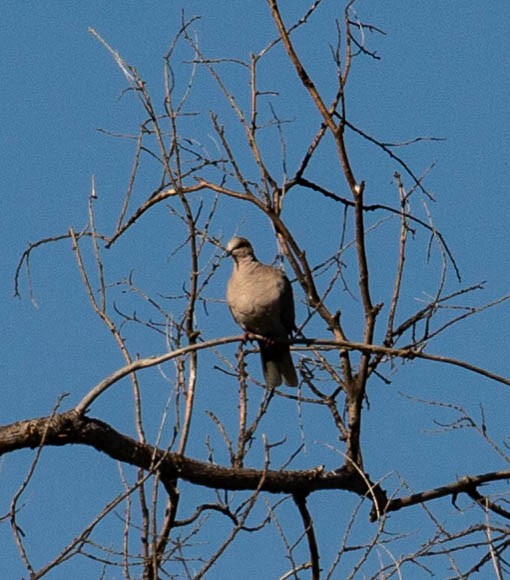灰斑鳩 - ML641068251
